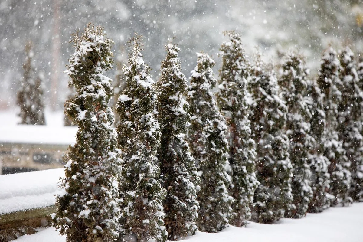 American Arborvitae - Thuja occidentalis 'Degroot's Spire'