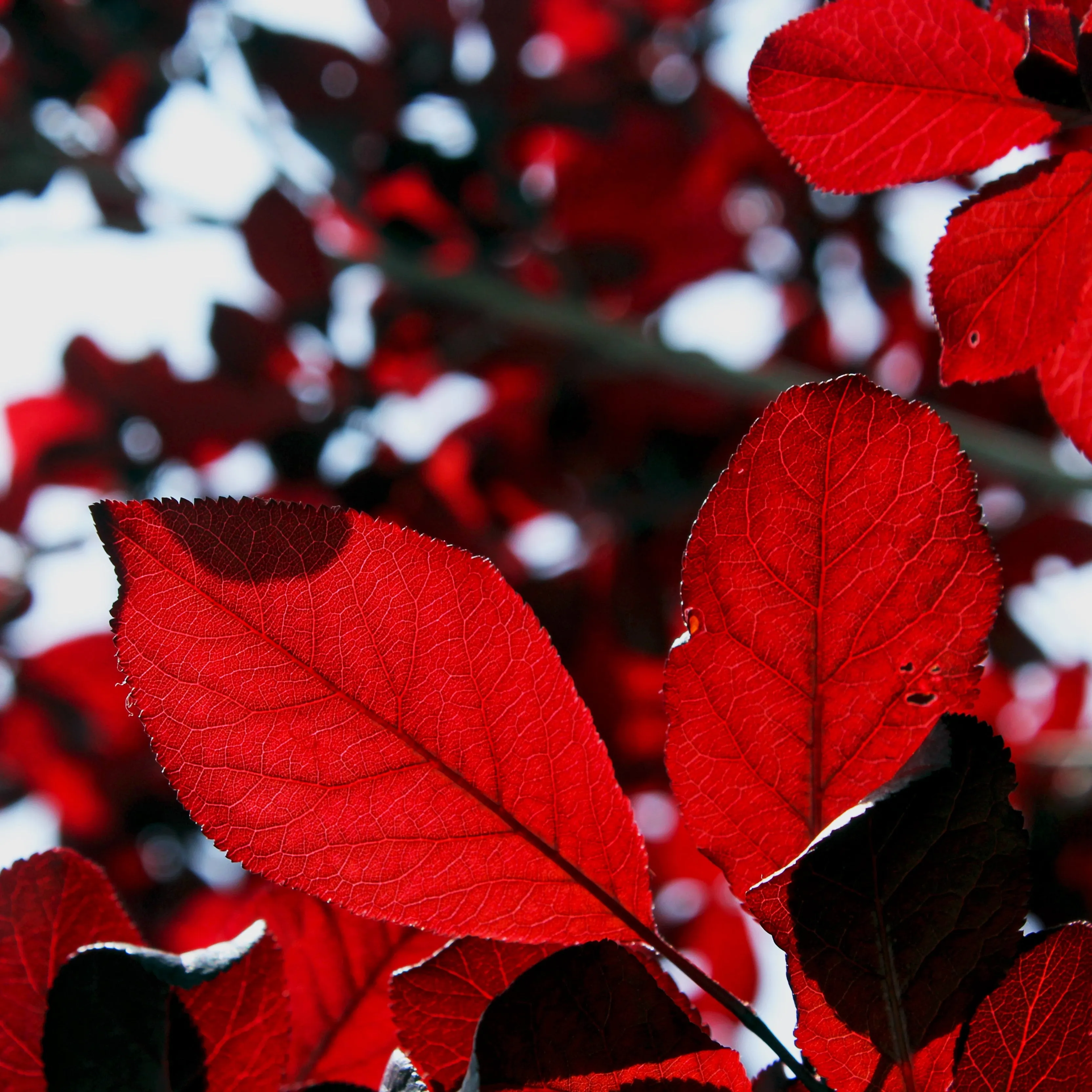 Cistena Plum Tree