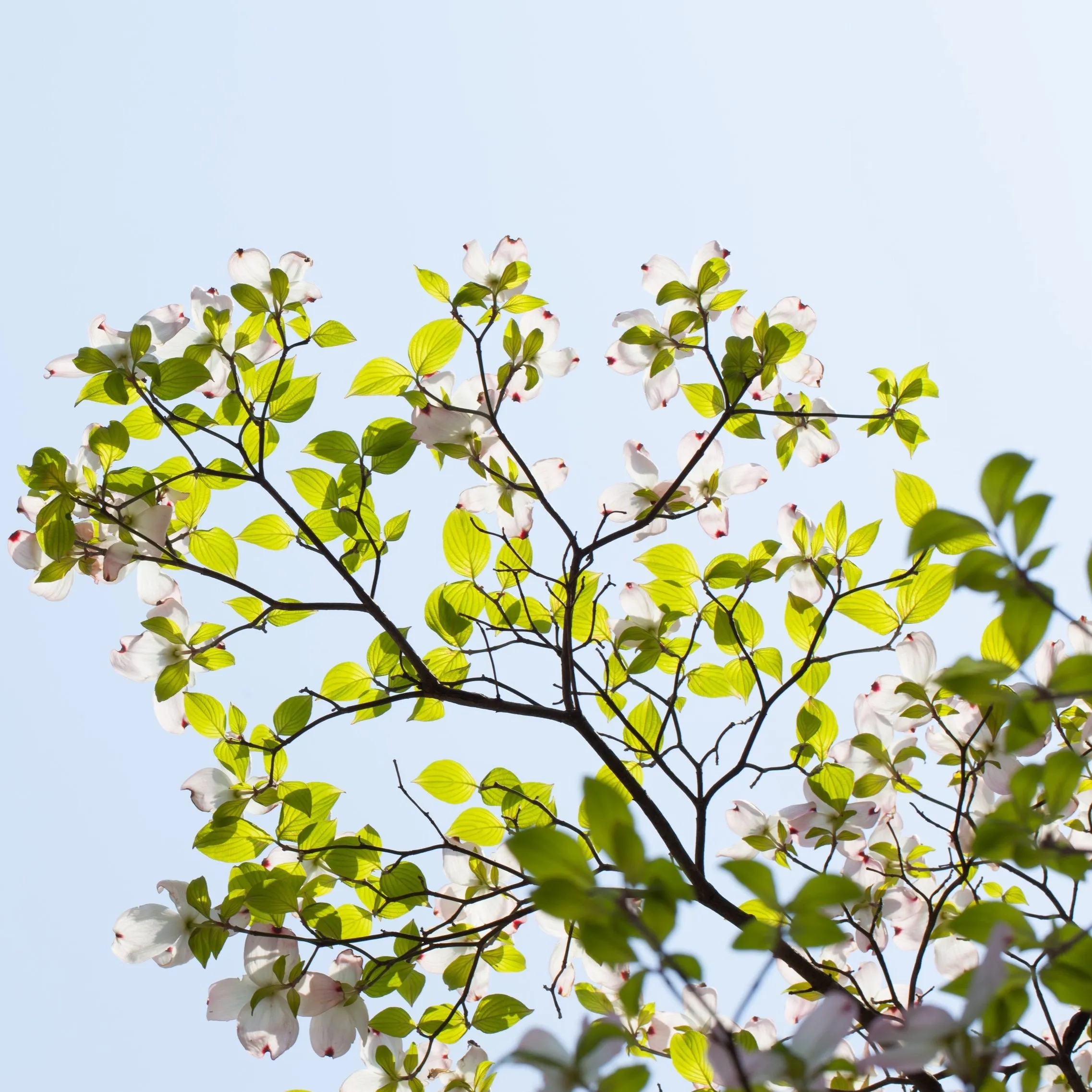 Cloud 9 Dogwood Tree