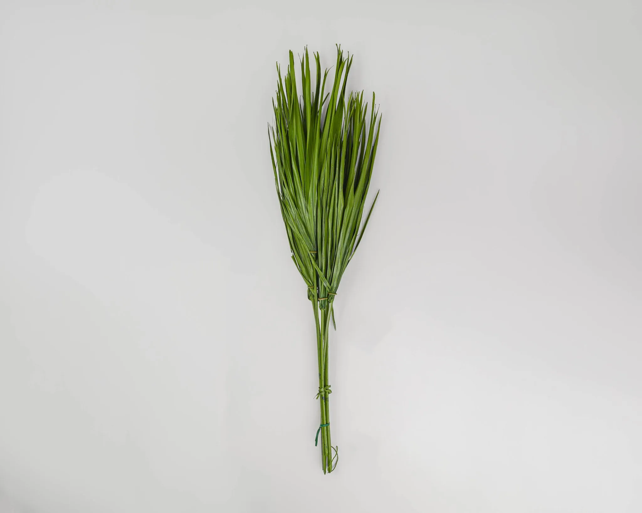 Dried Palm Leaf Bunch - Bulb Foliage