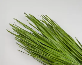 Dried Palm Leaf Bunch - Bulb Foliage