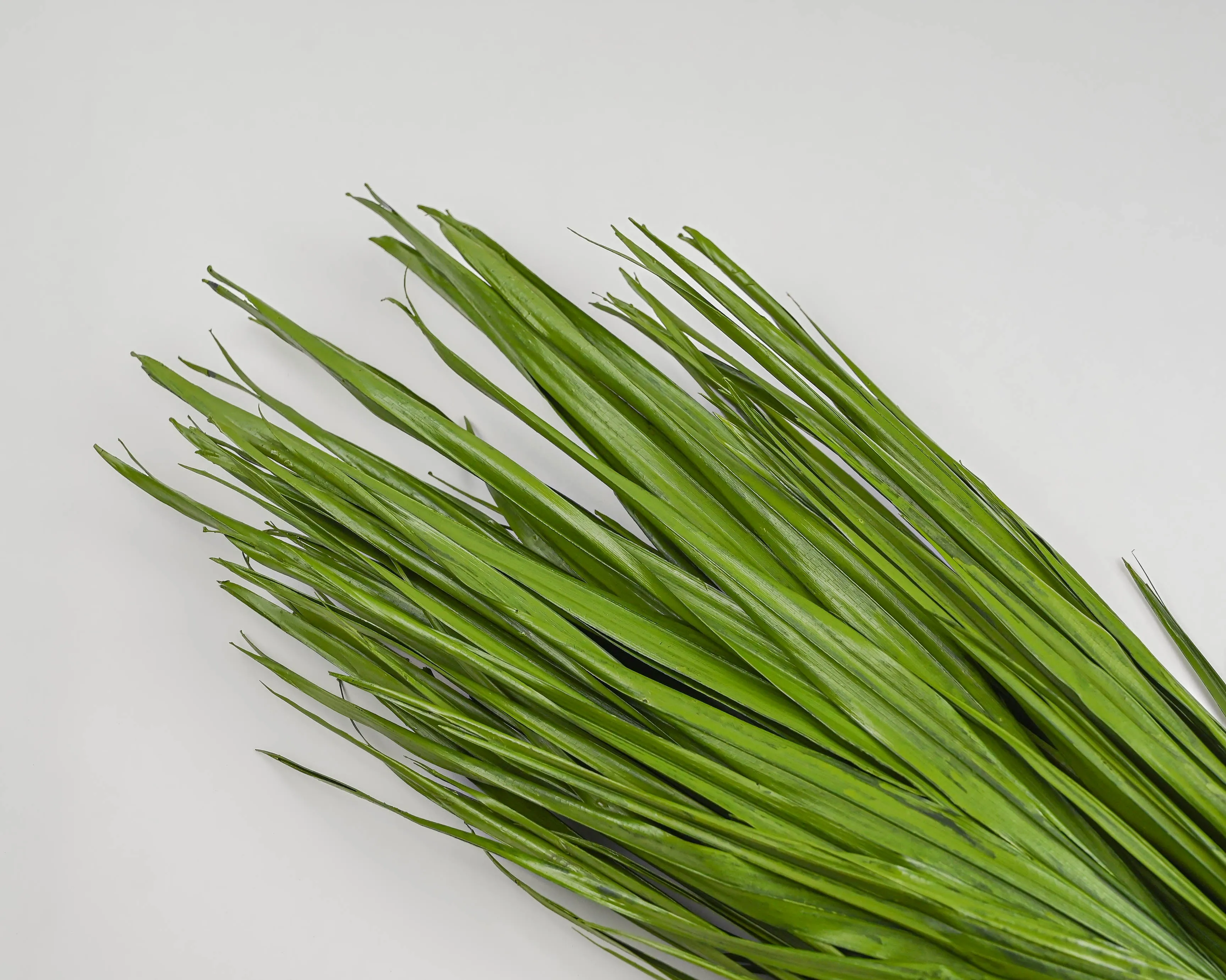 Dried Palm Leaf Bunch - Bulb Foliage