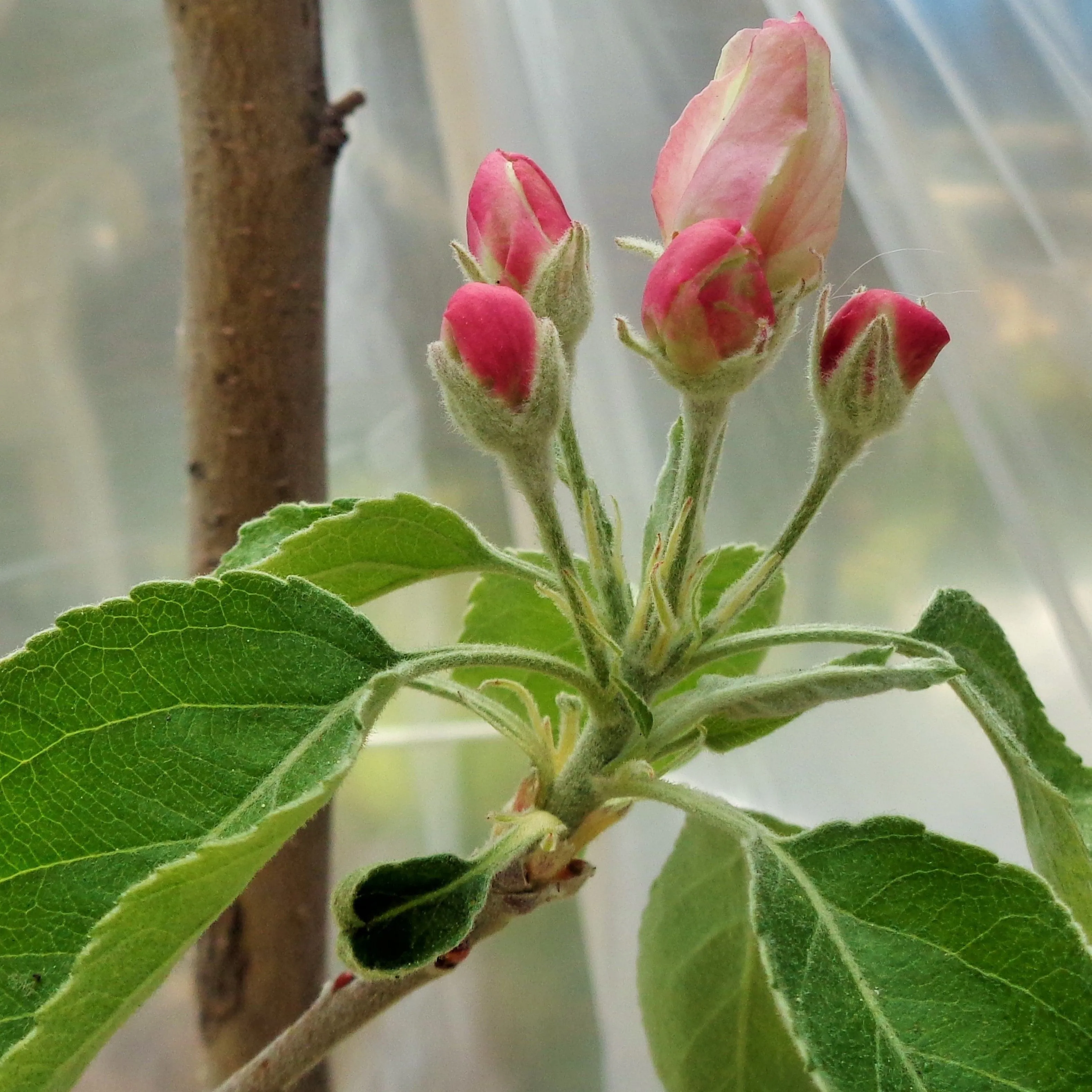 Granny Smith Apple Tree