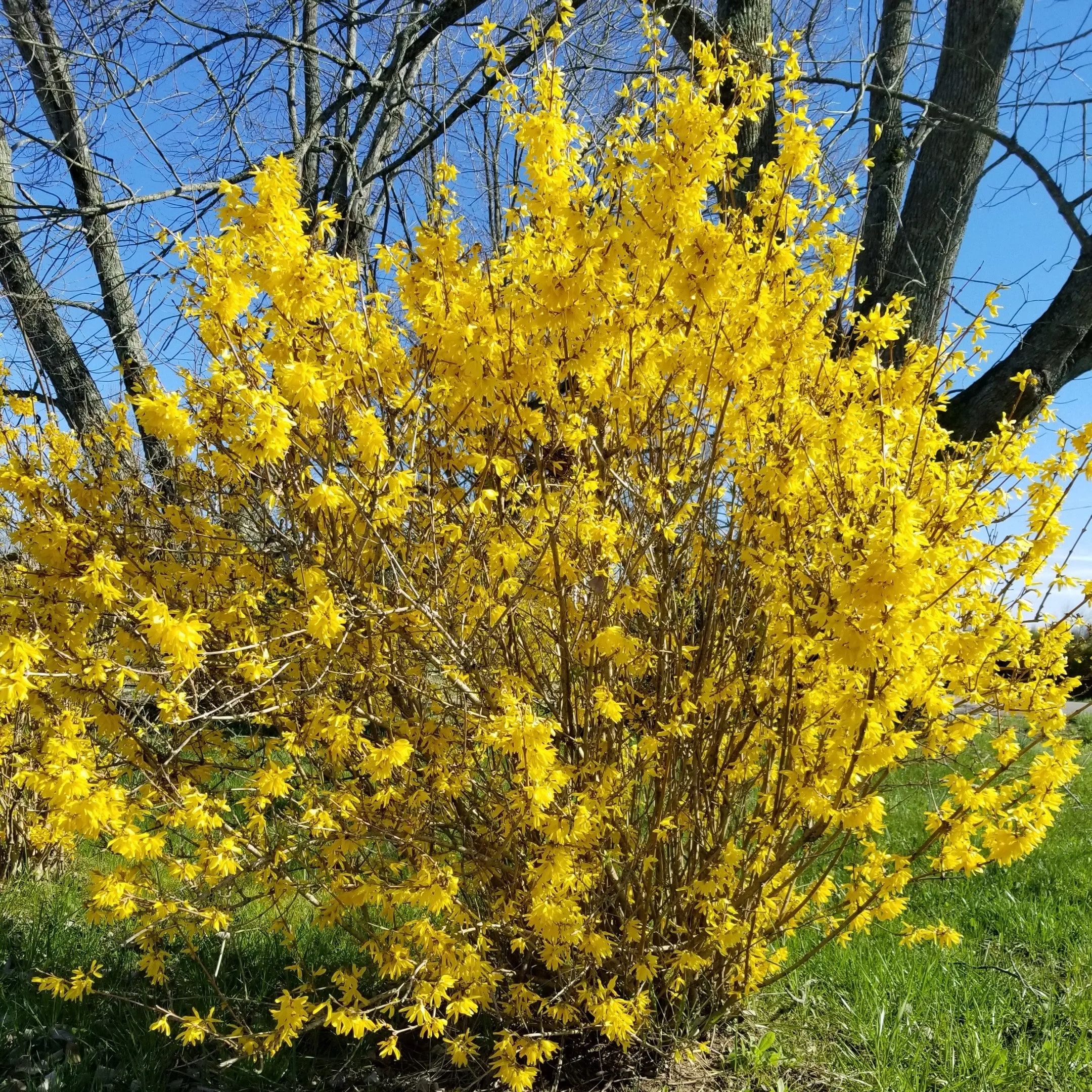 Lynwood Gold Forsythia Shrub
