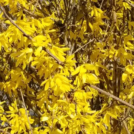 Lynwood Gold Forsythia Shrub