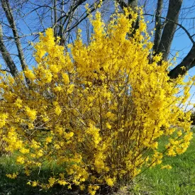 Lynwood Gold Forsythia Shrub
