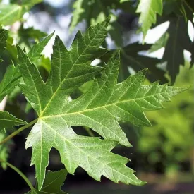 Silver Maple Tree