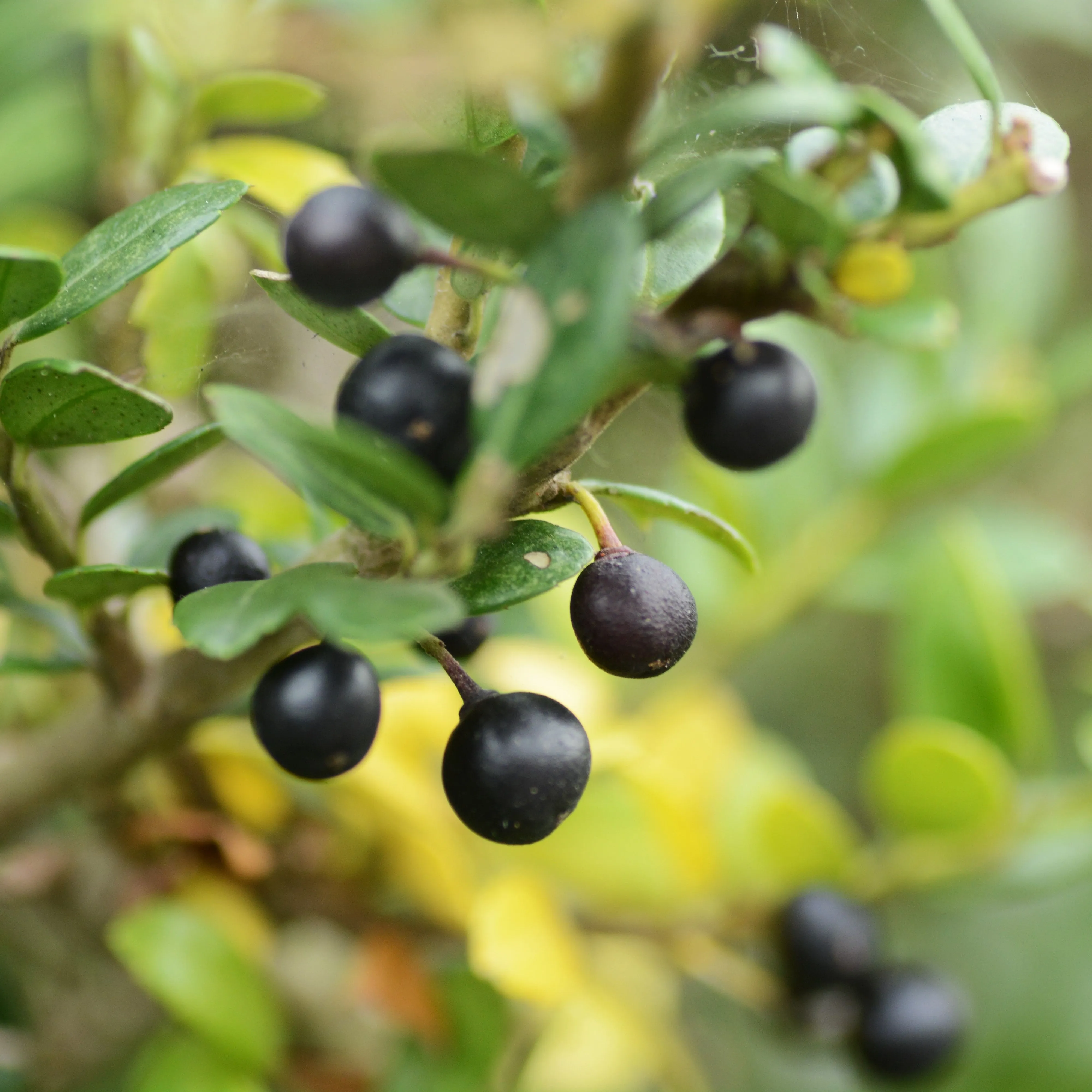 Steeds Holly Shrub