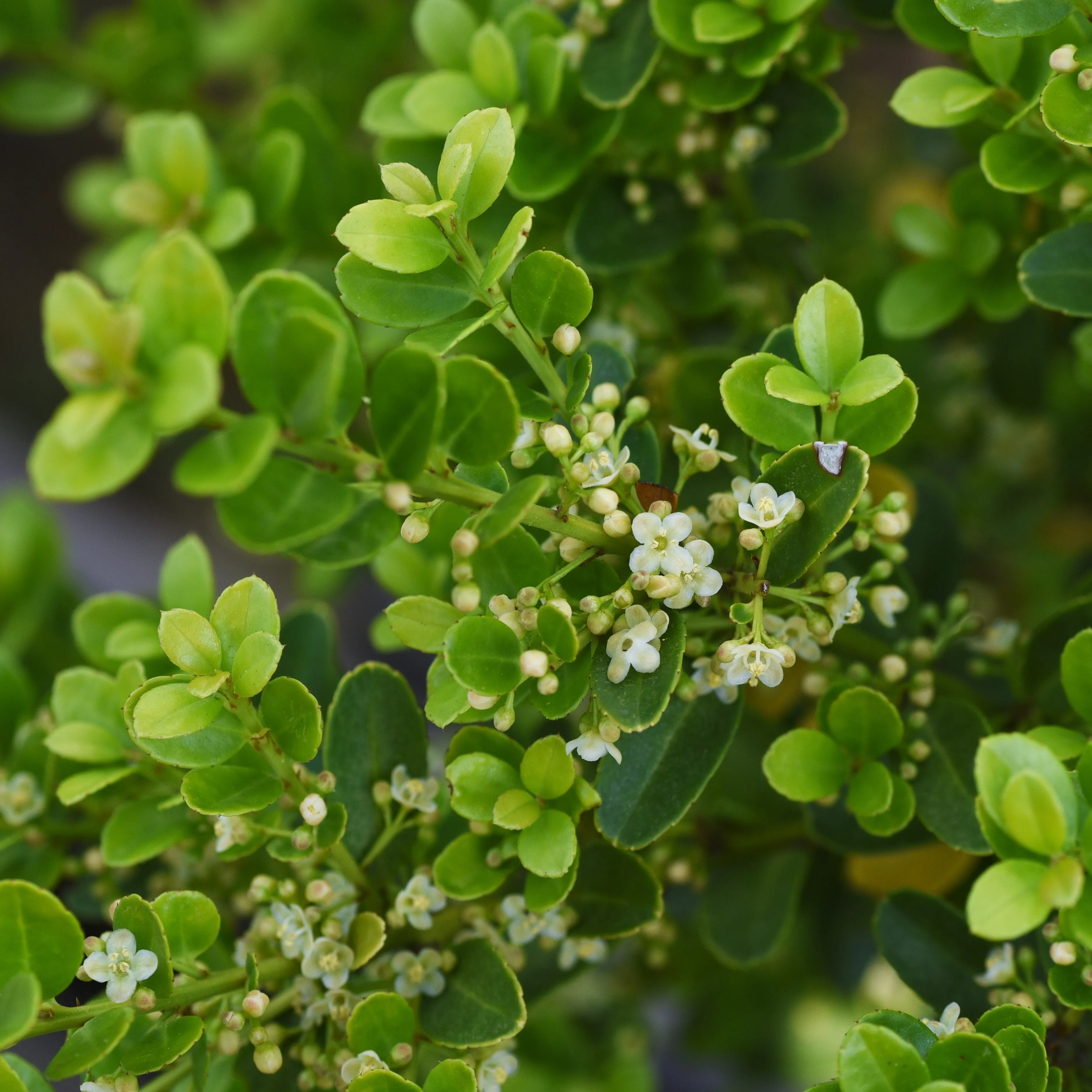 Steeds Holly Shrub