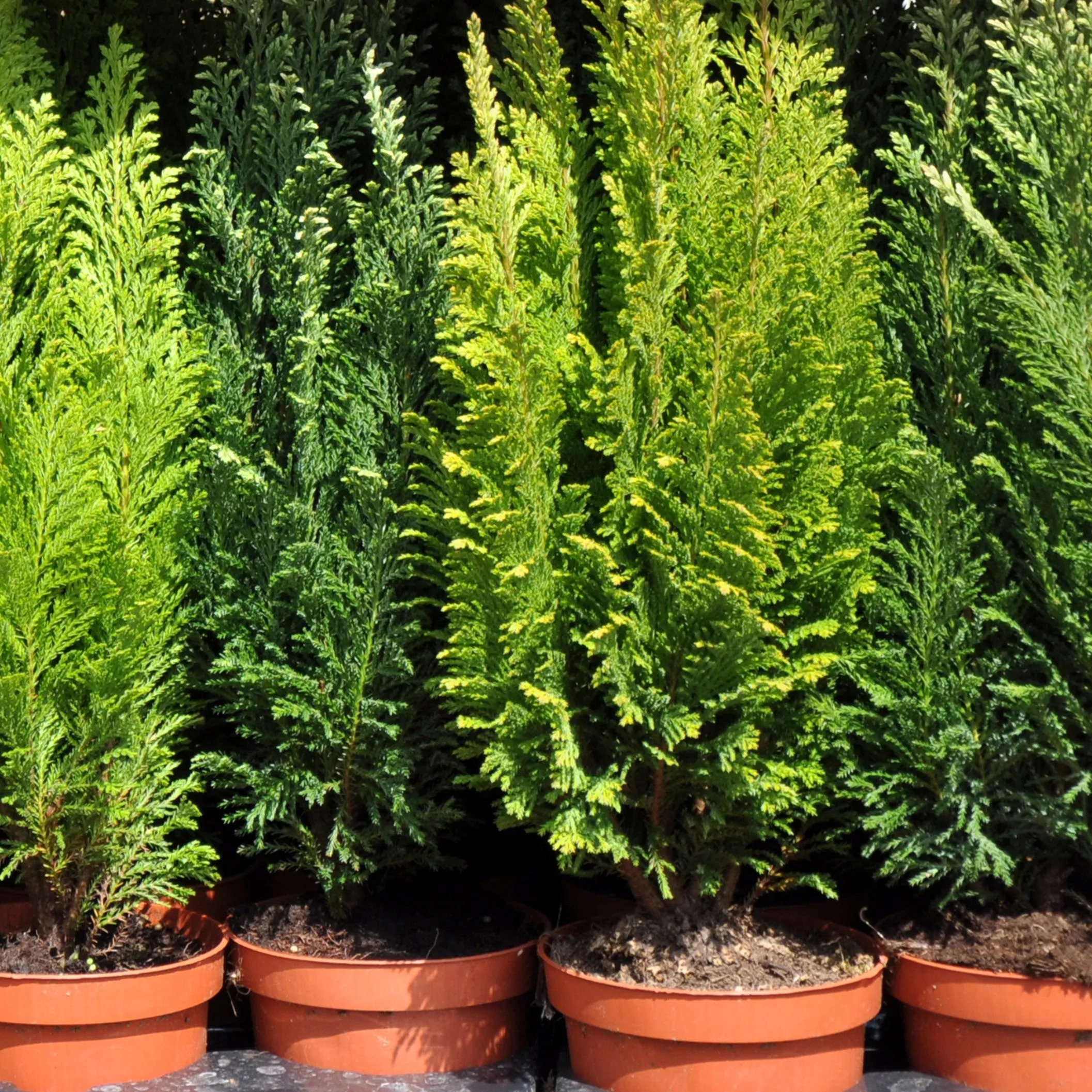 Steeplechase Arborvitae