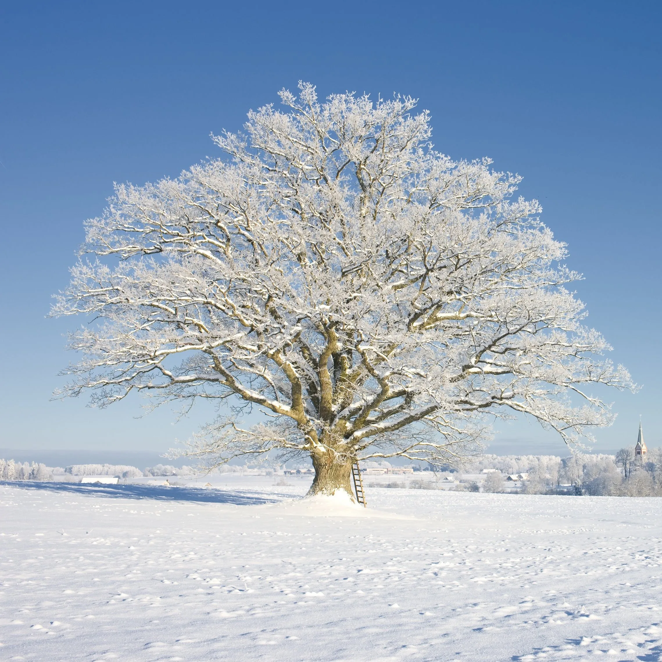 White Oak Tree
