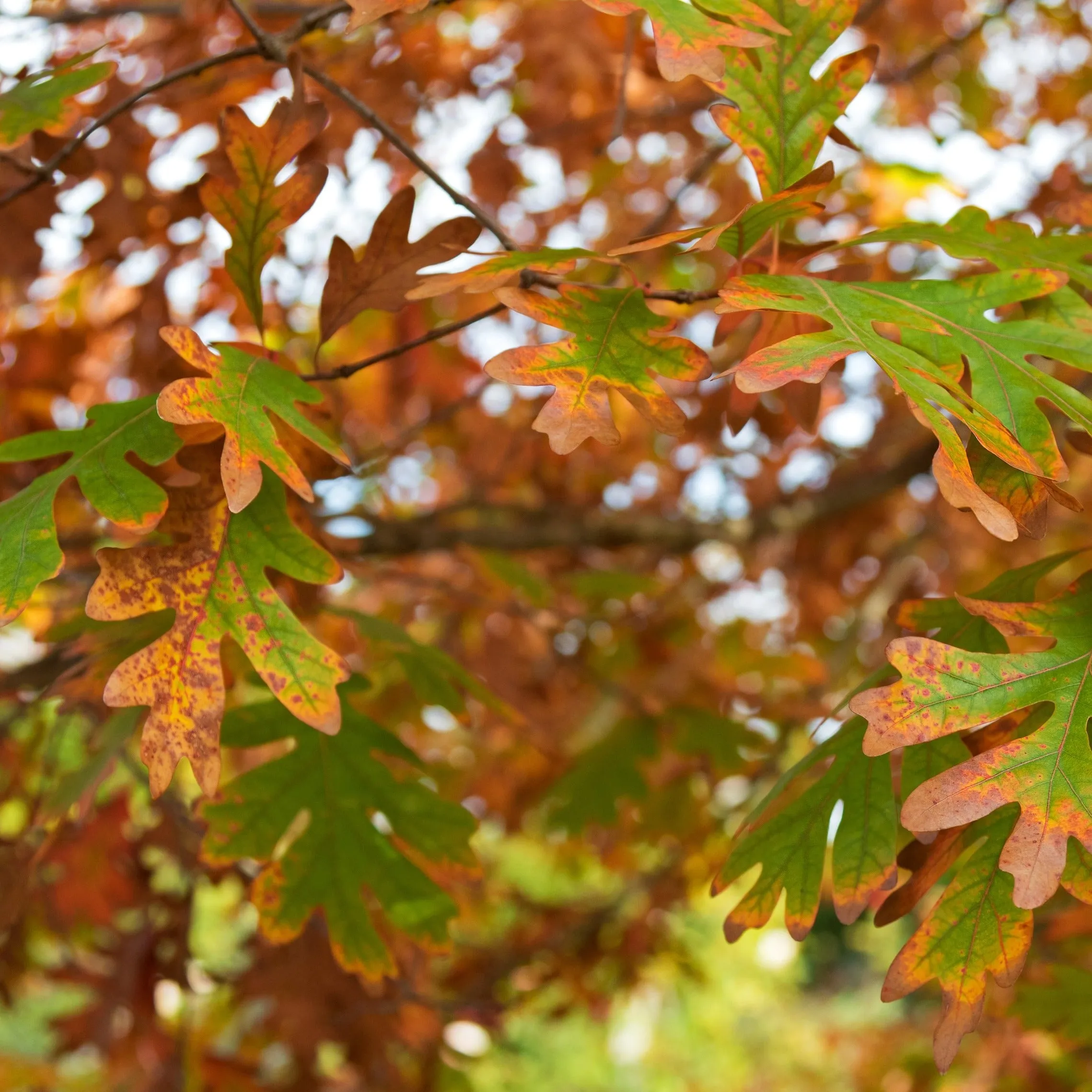 White Oak Tree