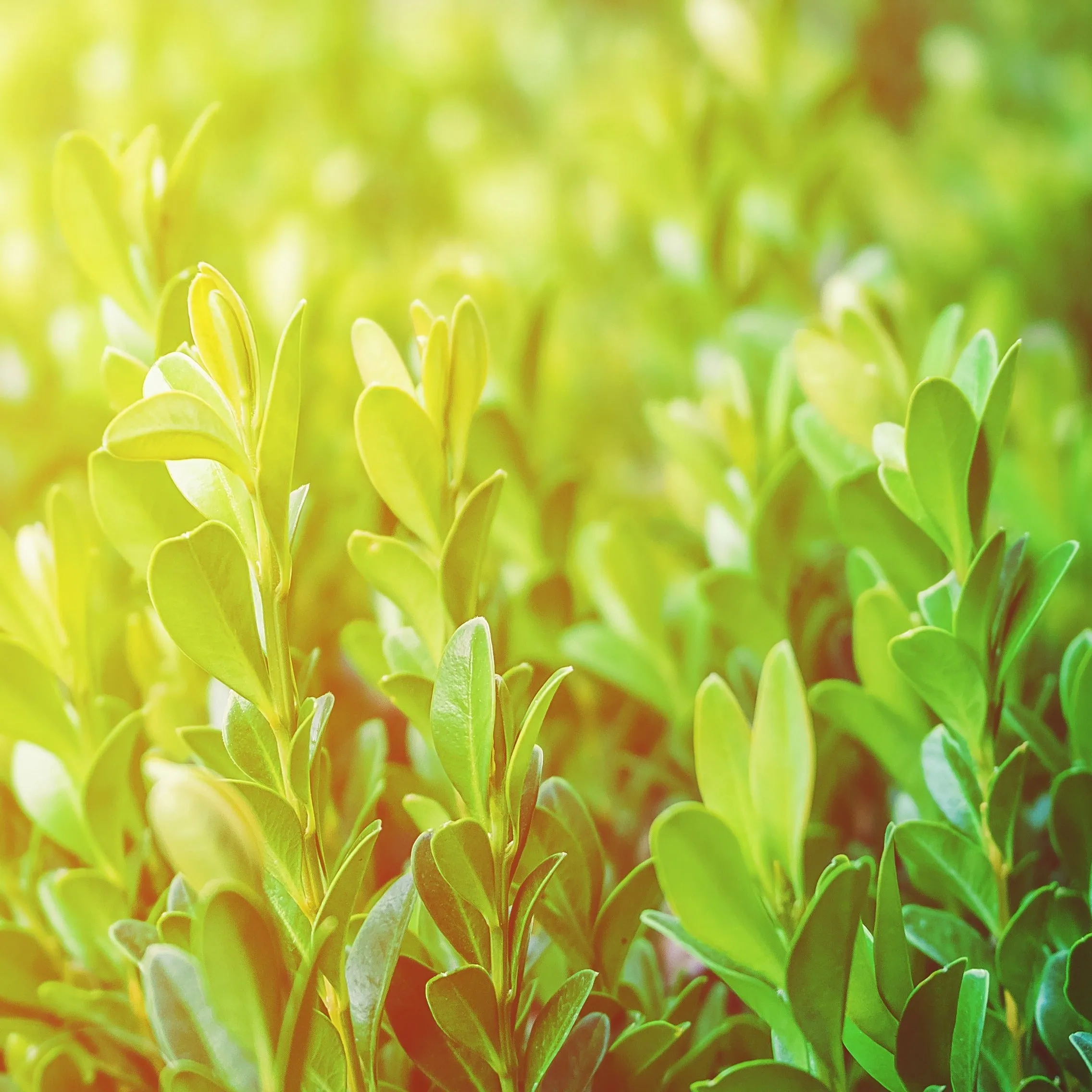 Winter Gem Boxwood Shrub